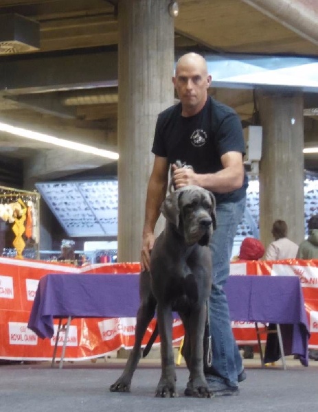 J ch el jethro de casalbero - Très Prometteur Meilleur Puppy et BOB (classe Puppy)