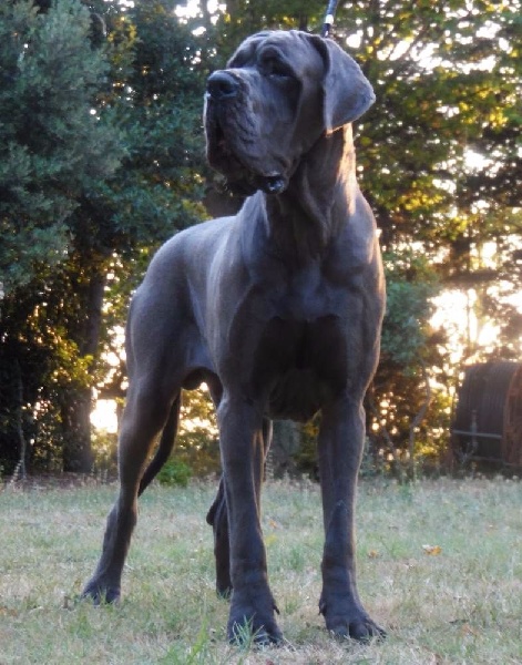 J ch el jethro de casalbero - 1 er Excellent Meilleur Jeune (classe Jeune)