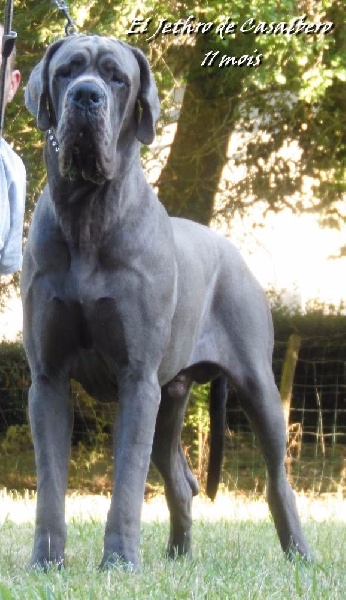 J ch el jethro de casalbero - 1er Excellent Meilleur Jeune CCJ (classe Jeune)