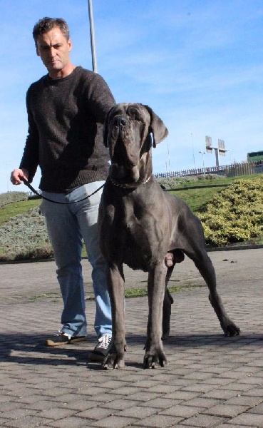 J ch el jethro de casalbero - 1er Excellent CCJ Meilleur Jeune (classe Jeune)