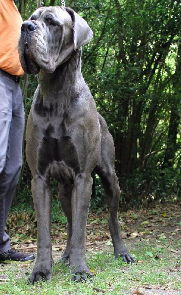 J ch el jethro de casalbero - 1er Excellent (classe intermediaire)