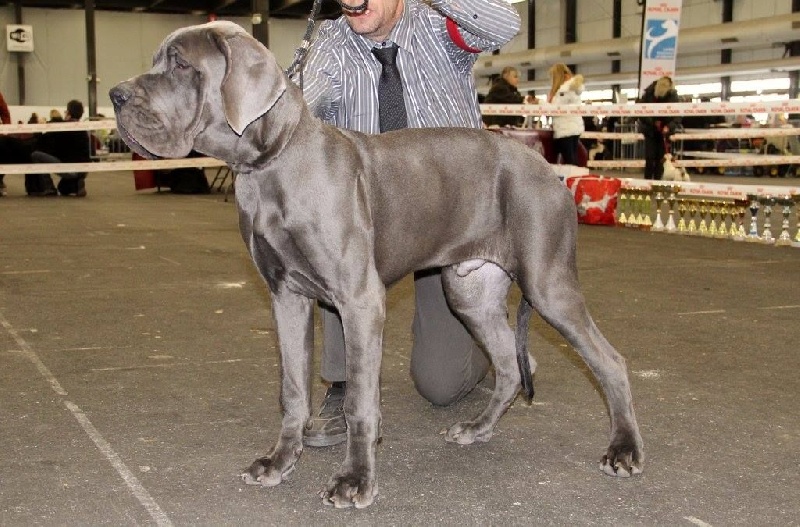 J ch el jethro de casalbero - Très Prometteur (classe Puppy)