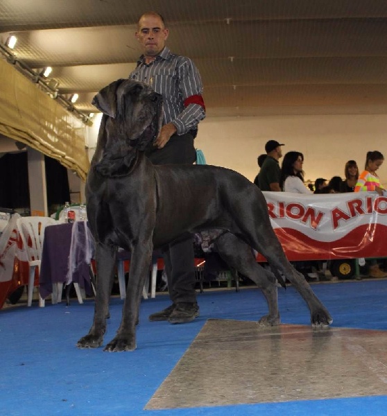 J ch el jethro de casalbero - 1er Excellent Meilleur Jeune CCJ (classe Jeune)