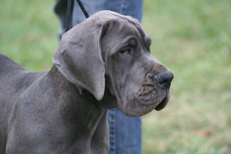 J ch el jethro de casalbero - PROMETTEUR (classe Baby)