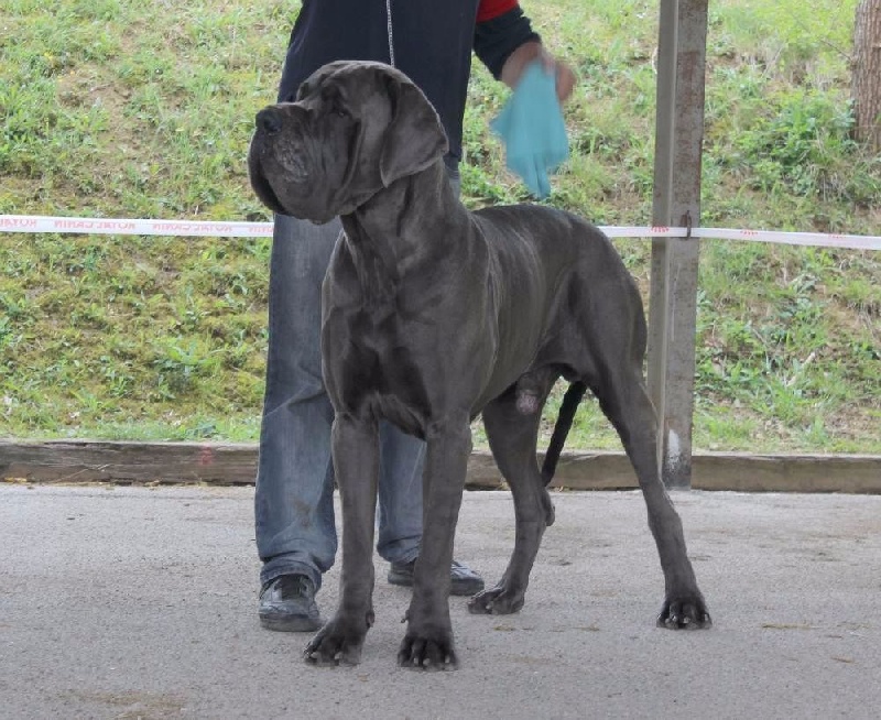 J ch el jethro de casalbero - 1er Excellent, CACS, Meilleur de Race (classe intermediaire)