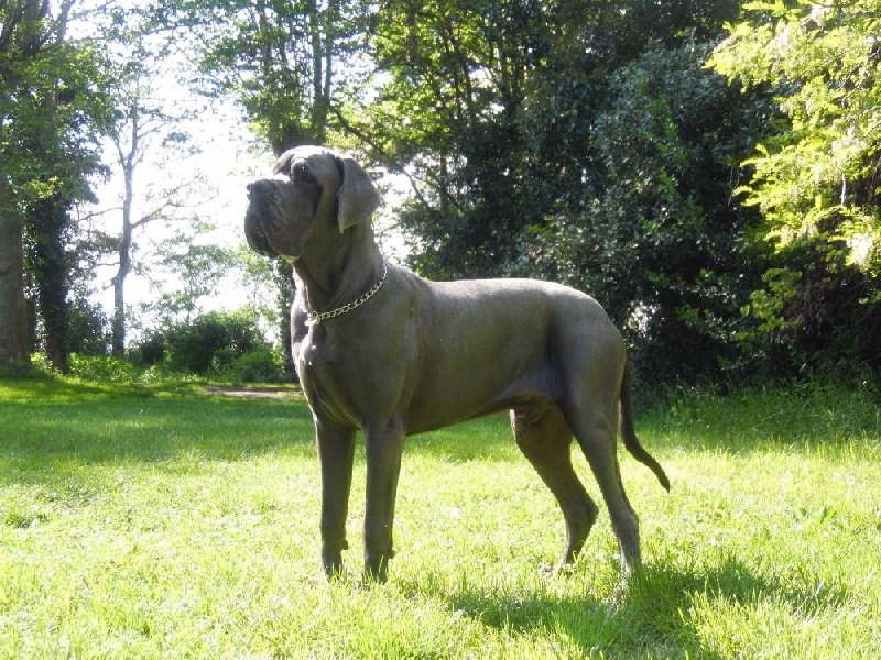 J ch el jethro de casalbero - 1er Excellent Meilleur de Race (classe Jeune)