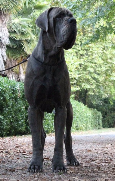 J ch el jethro de casalbero - très bon (classe Ouverte)