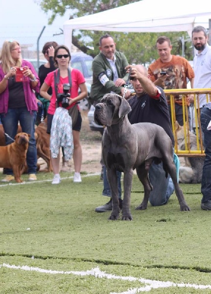 J ch el jethro de casalbero - 1er Excellent Meilleur de Race (classe Jeune)