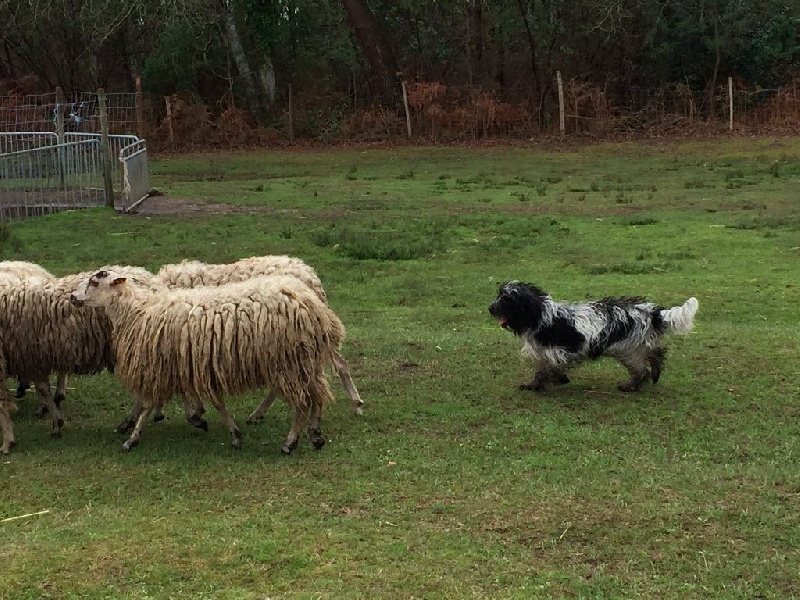 CH. Jonna Du Jardin Des Espiègleries - CANT