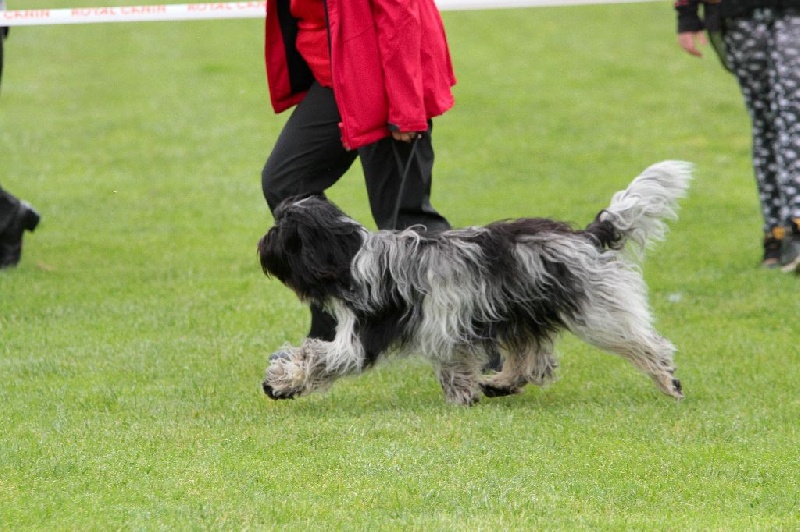 CH. Jonna Du Jardin Des Espiègleries - CACS Spéciale de race