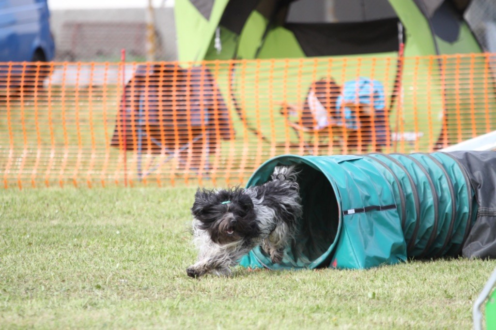 CH. Jonna Du Jardin Des Espiègleries - Classer 9 eme sur 64 concurrents