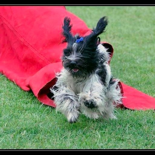 CH. Jonna Du Jardin Des Espiègleries - Pass Agility