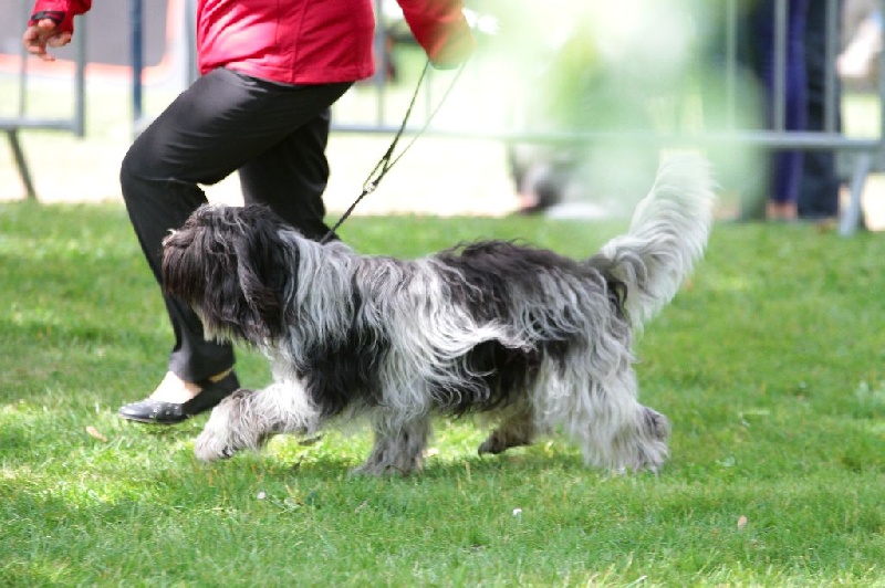 CH. Jonna Du Jardin Des Espiègleries - CACS