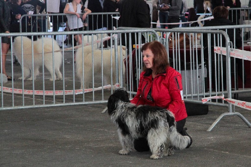 CH. Jonna Du Jardin Des Espiègleries - CACS Spéciale de race