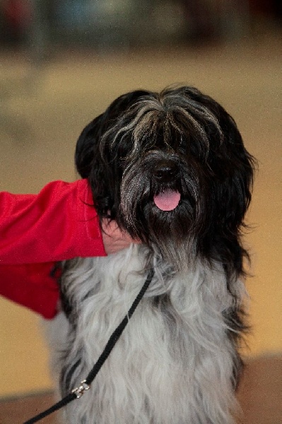 CH. Jonna Du Jardin Des Espiègleries - CACS