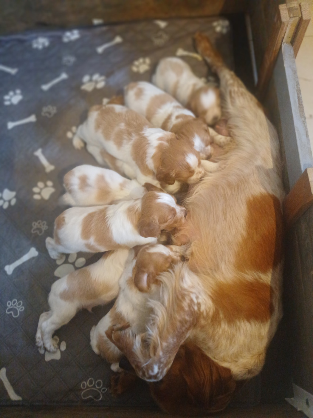Chiot N°2 - Epagneul Breton