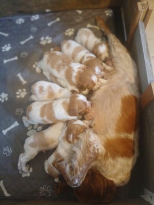 Chiot N°2 - Epagneul Breton