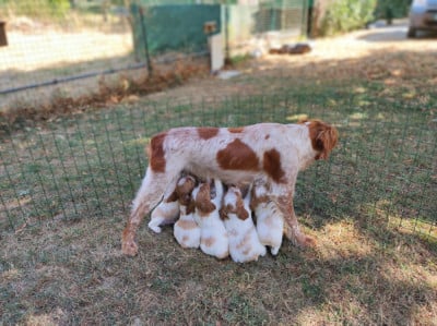 Les chiots de Epagneul Breton