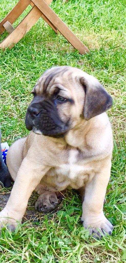 Publication : du Chateau de Vergezac Auteur : boissinot marylene