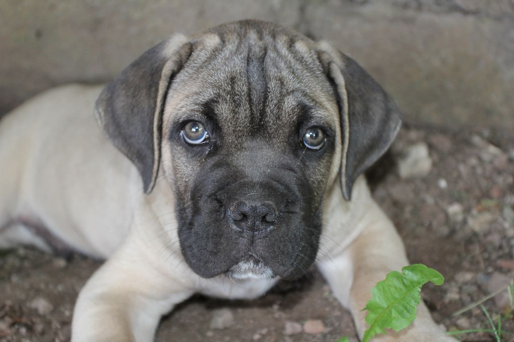 Publication : du Chateau de Vergezac Auteur : boissinot marylene