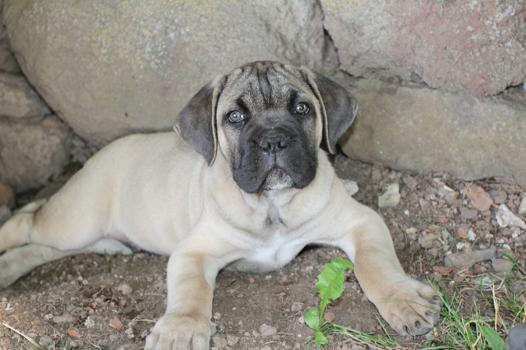 Publication : du Chateau de Vergezac Auteur : boissinot marylene