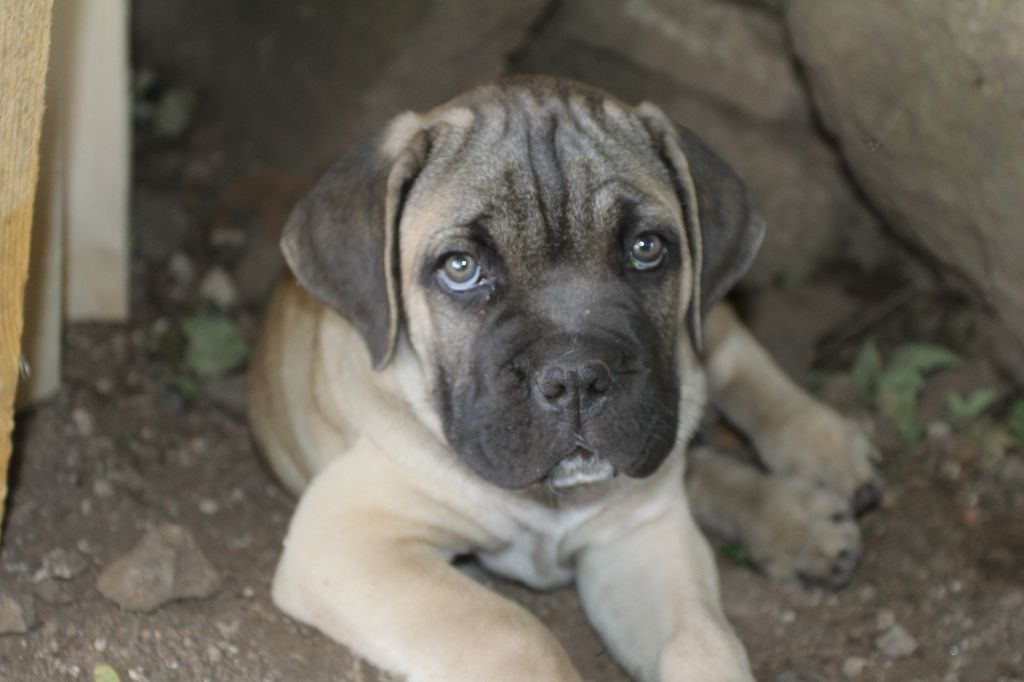 Publication : du Chateau de Vergezac Auteur : boissinot marylene