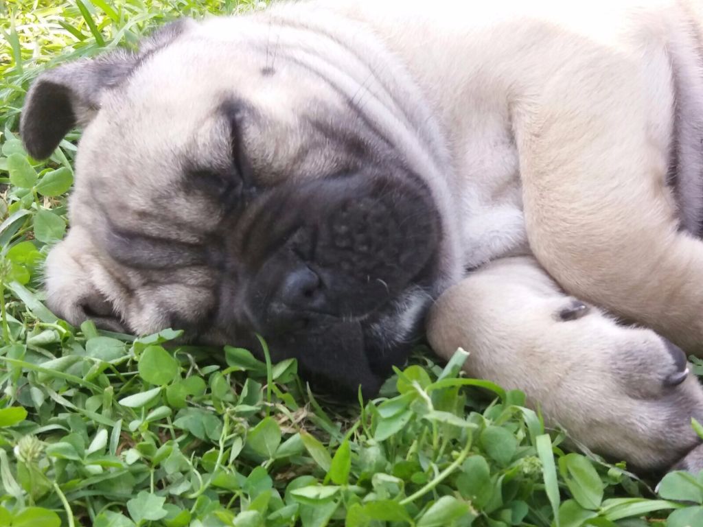 Publication : du Chateau de Vergezac Auteur : boissinot marylene