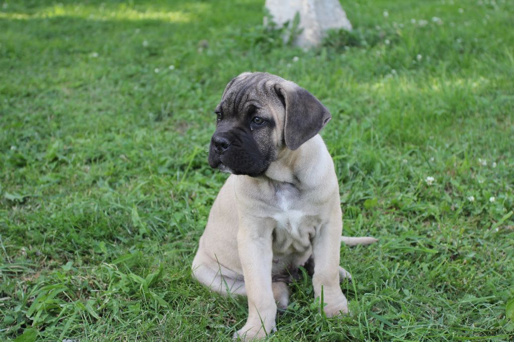 Publication : du Chateau de Vergezac Auteur : boissinot marylene