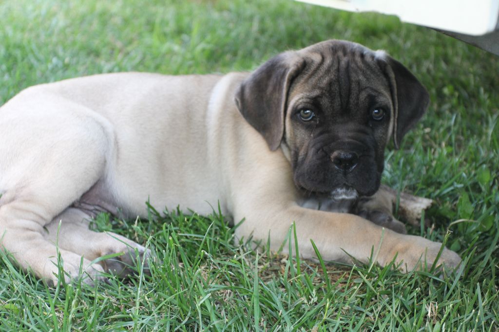 Publication : du Chateau de Vergezac Auteur : boissinot marylene