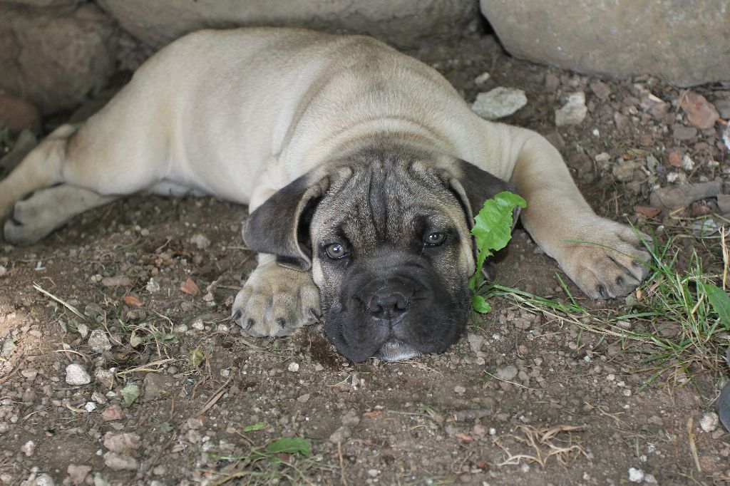 Publication : du Chateau de Vergezac Auteur : boissinot marylene