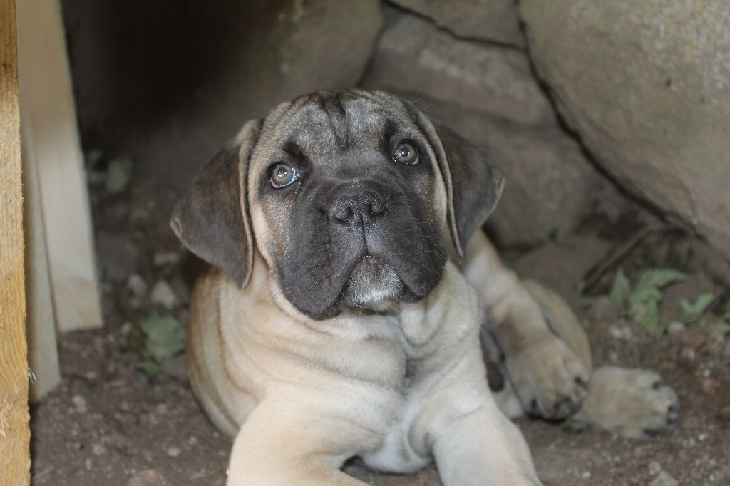 Publication : du Chateau de Vergezac Auteur : boissinot marylene