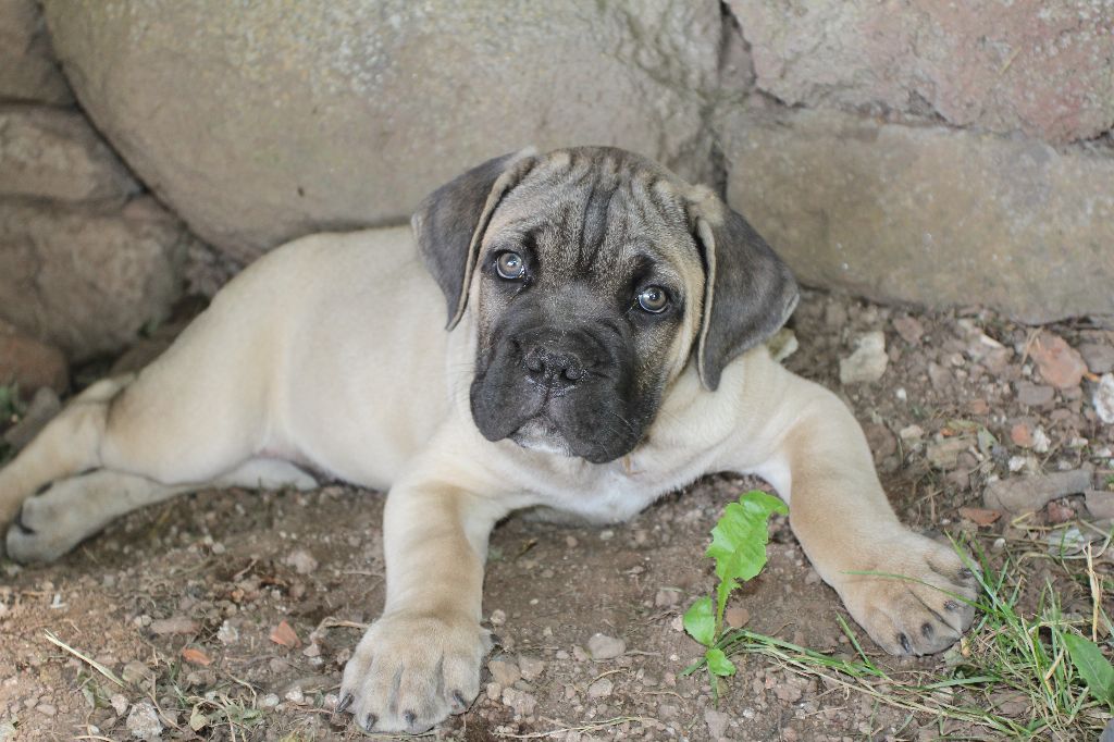 Publication : du Chateau de Vergezac Auteur : boissinot marylene