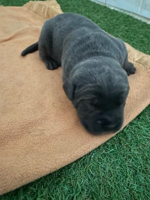 Les chiots de Cane Corso