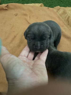 Les chiots de Cane Corso
