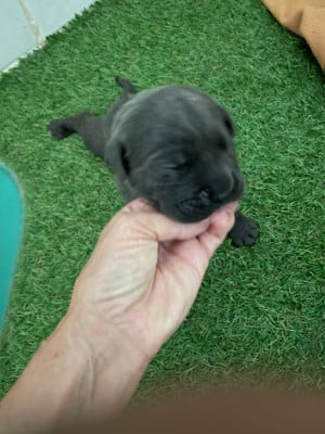 Les chiots de Cane Corso