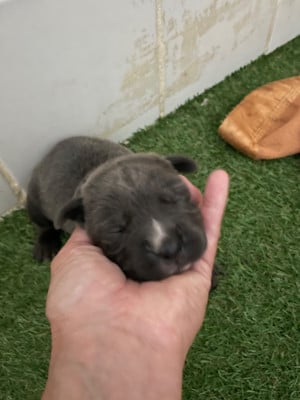 Les chiots de Cane Corso