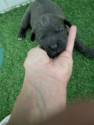 Les chiots de Cane Corso