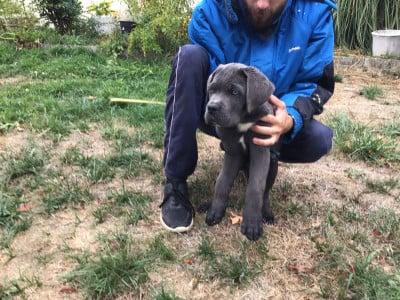 Les chiots de Cane Corso