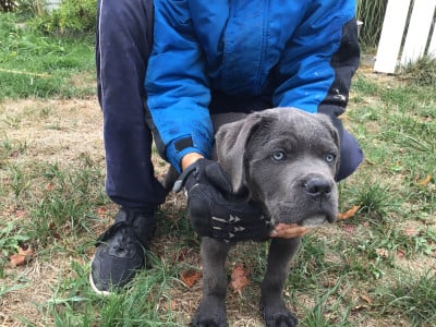 Les chiots de Cane Corso
