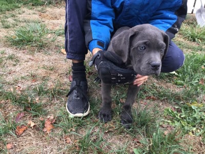 Les chiots de Cane Corso