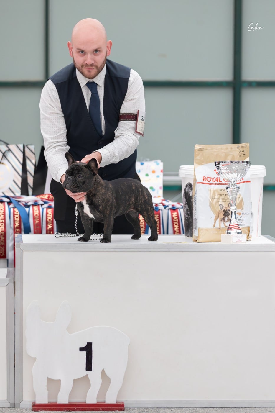 Duchess of carbony red panda