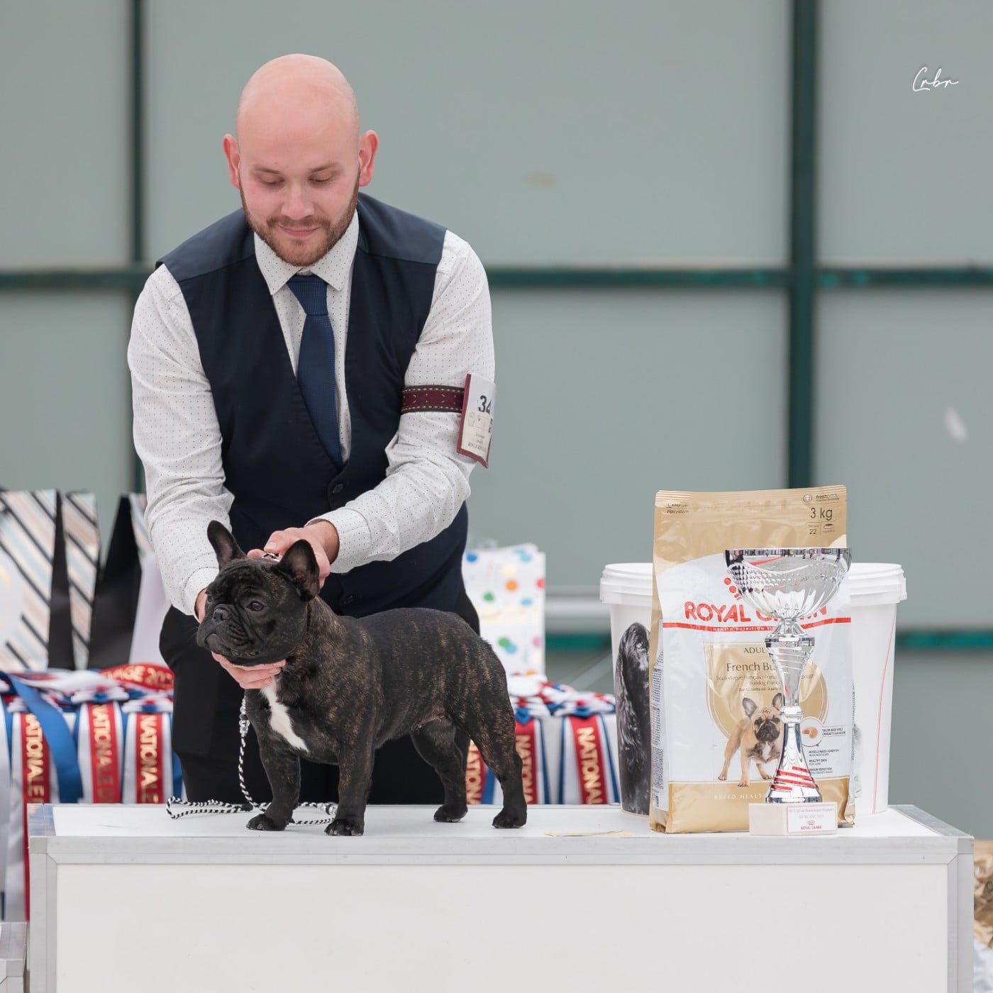 Duchess of carbony red panda