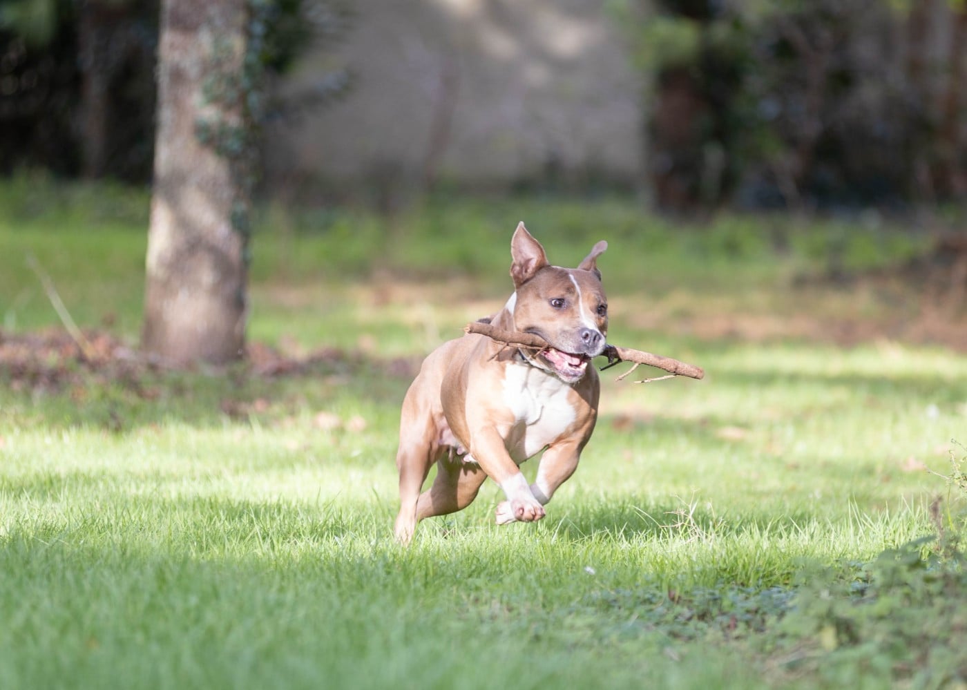 Publication : Du chemin des moulins Auteur : guillaume lefebvre