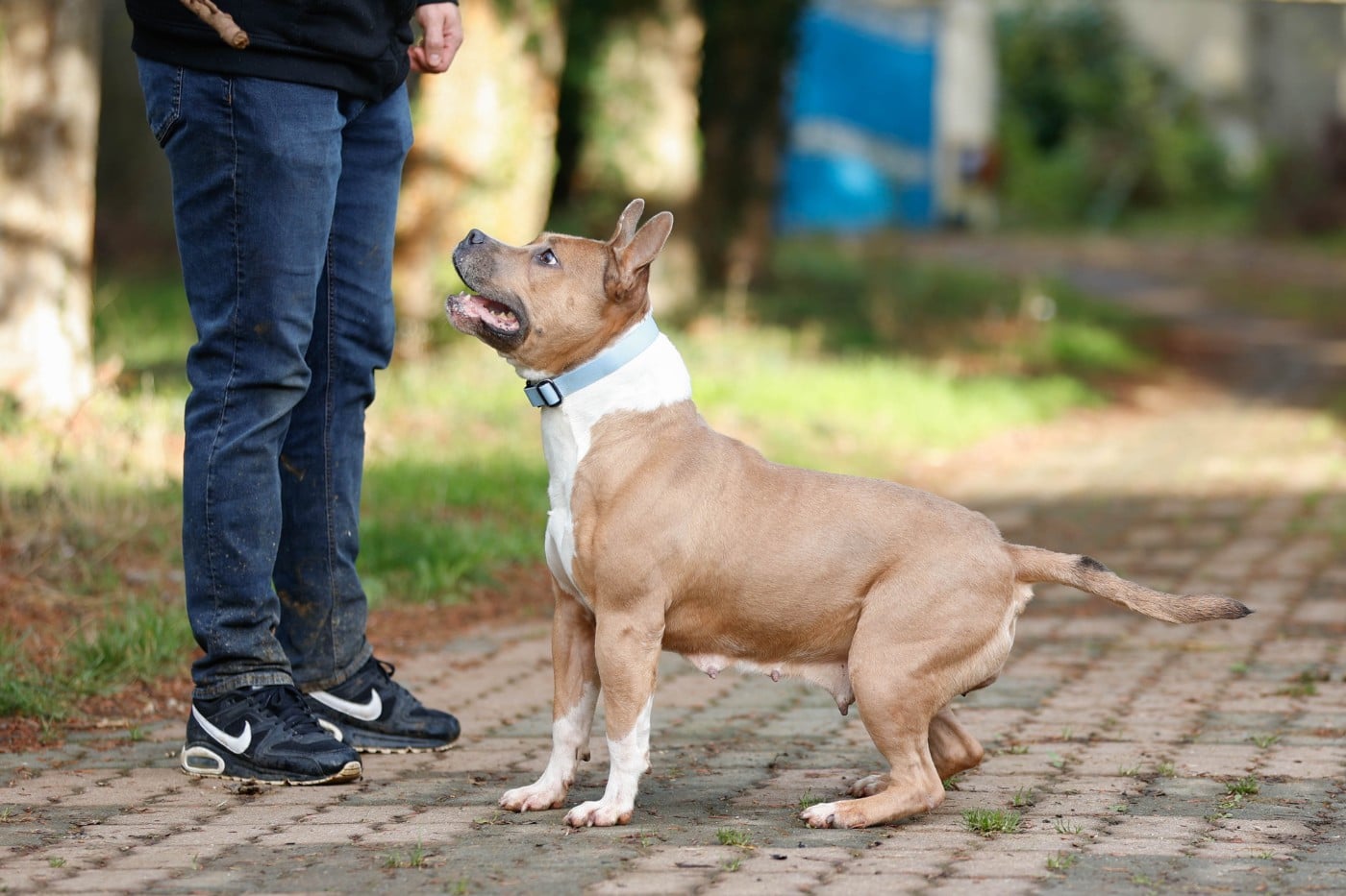 Publication : Du chemin des moulins Auteur : guillaume lefebvre