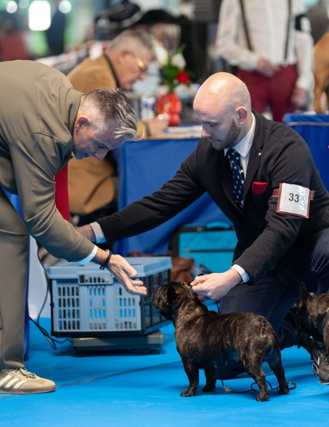 Duchess of carbony red panda