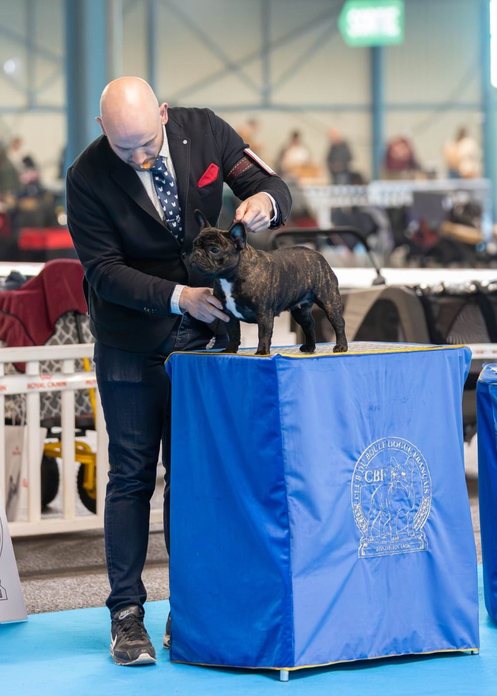 Duchess of carbony red panda