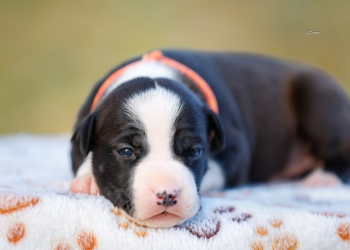 American Staffordshire Terrier - Du chemin des moulins