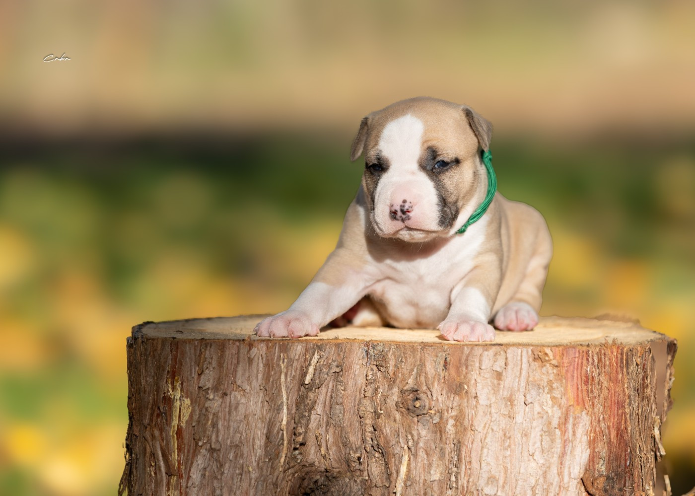 Avane, mâle collier vert