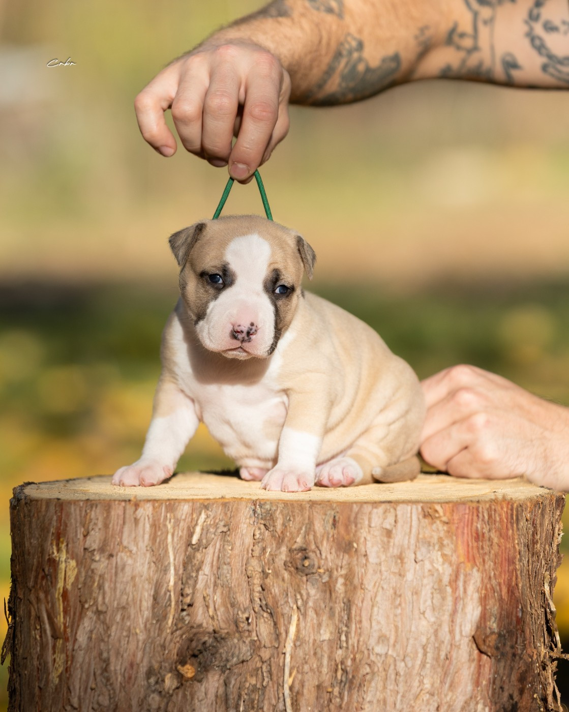 Avane, mâle collier vert