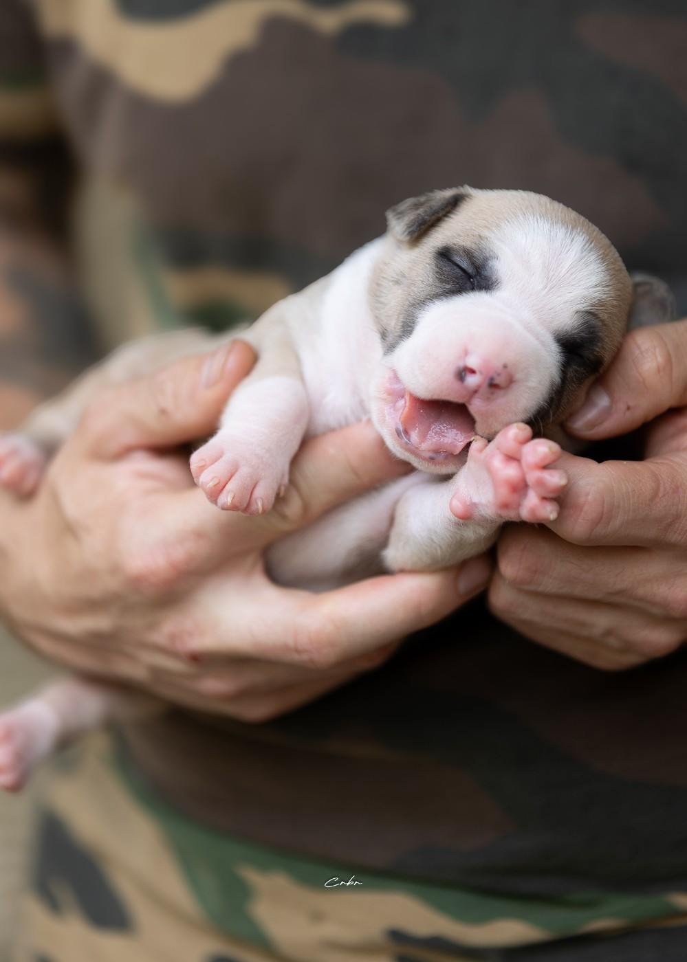 Avane, mâle collier vert